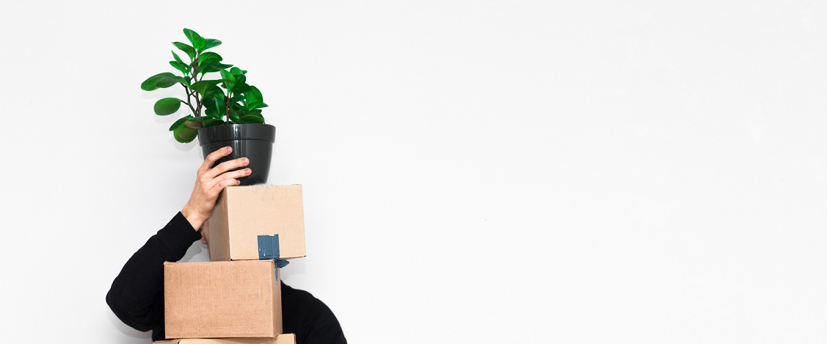 Person holding plant & moving boxes