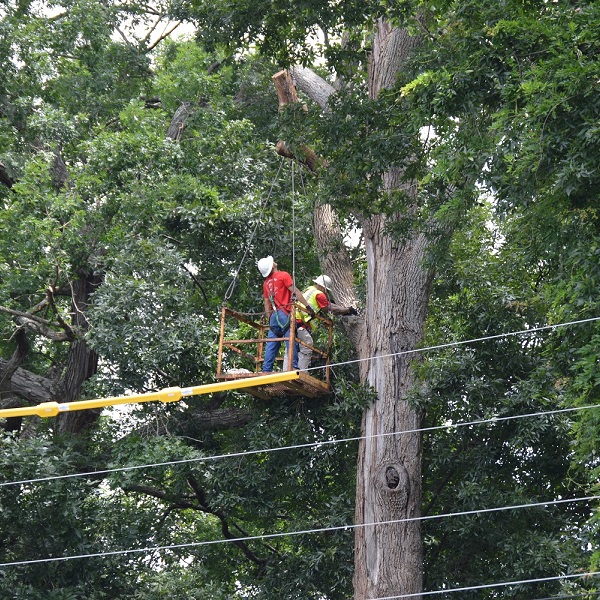 tree being trimmed