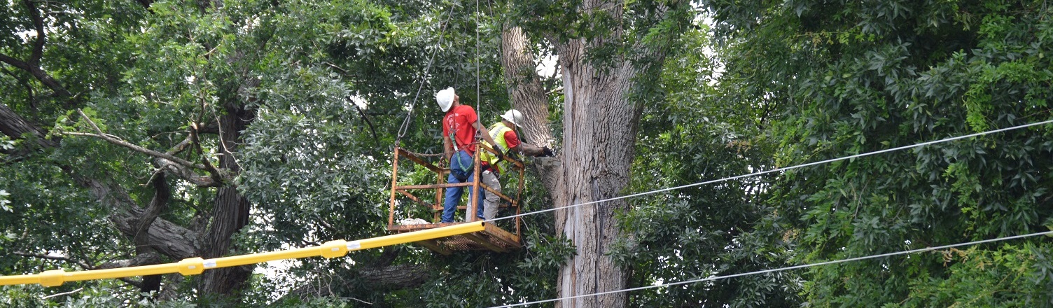 tree being trimmed