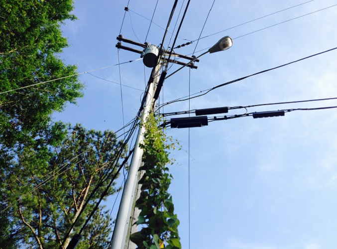vine climbing electric pole